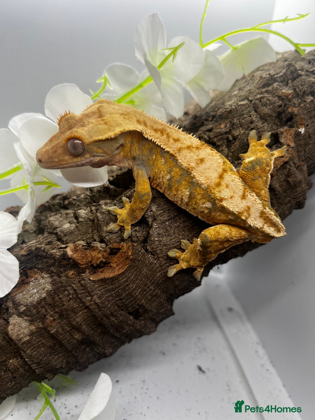 Gecko reptiles for sale: Geckos for sale.  - Image 5