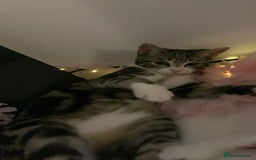 American Shorthair cats for sale: 4 months old grey and black cat  - Image 6