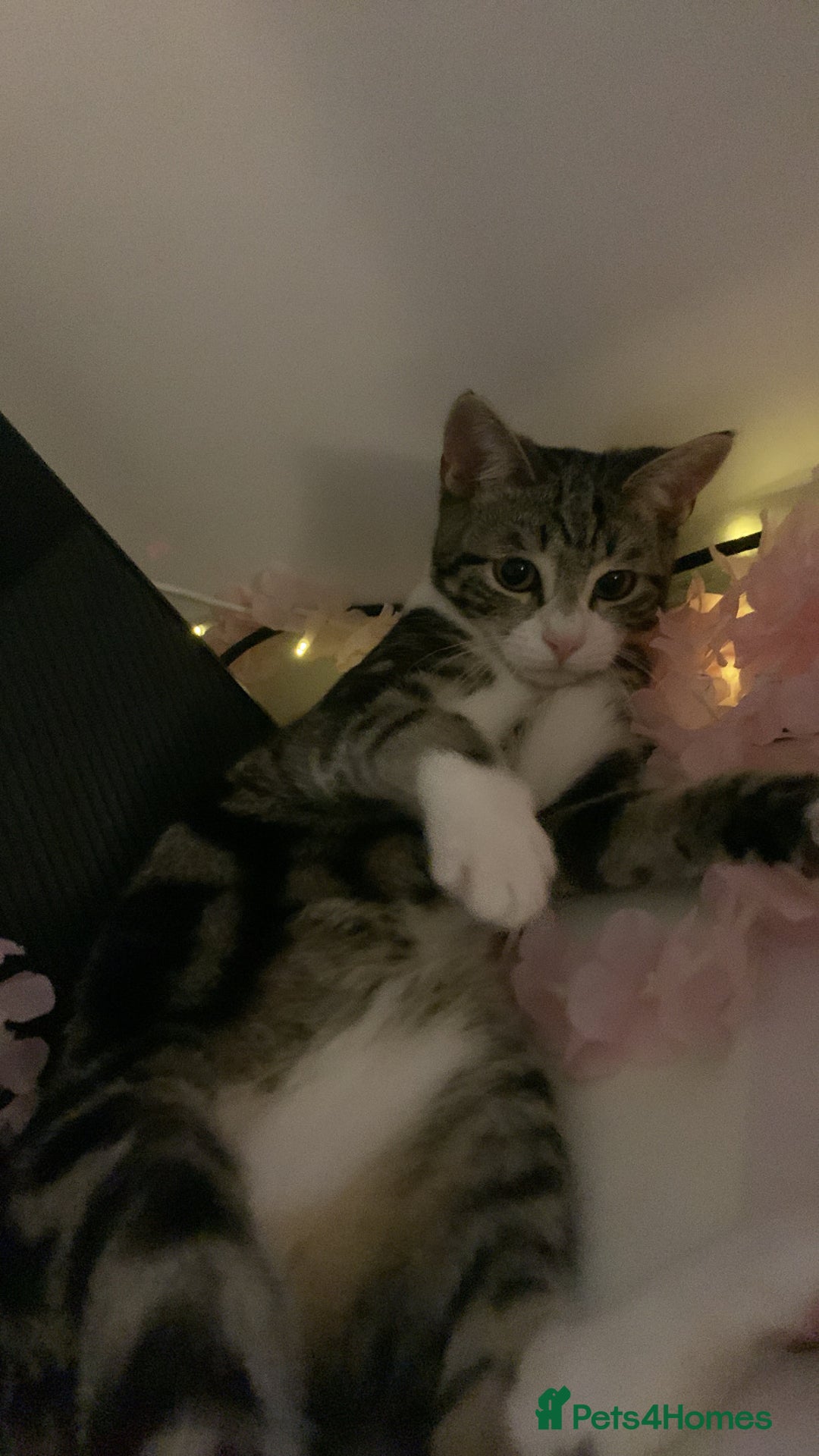 American Shorthair cats for sale: 4 months old grey and black cat  - Image 6