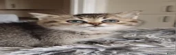British Shorthair cats for sale: Beautiful TICA Scottish Straight and Fold kittens  - Advert 25