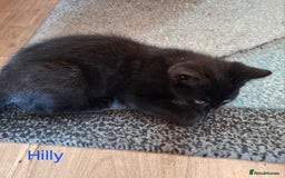 Mixed Breed cats for sale: Calling all witches and black cat lovers! - Image 3