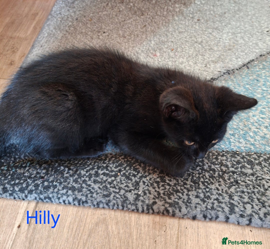 Mixed Breed cats for sale: Calling all witches and black cat lovers! - Image 3