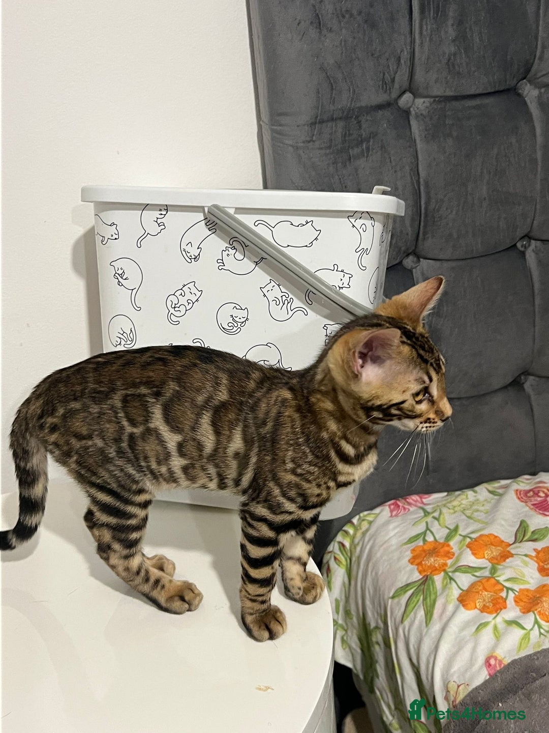 Bengal cats for sale: 💕 Pedigree Rosetted bengal kittens 💕 - Image 15