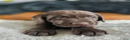 Labrador Retriever dogs for sale: High Quality Chunky Chocolate Labrador Puppies - Advert 28