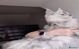 Maine Coon cats for sale: Beautiful HIGH Black Smoke Female (Shaded Parents) - Image 2
