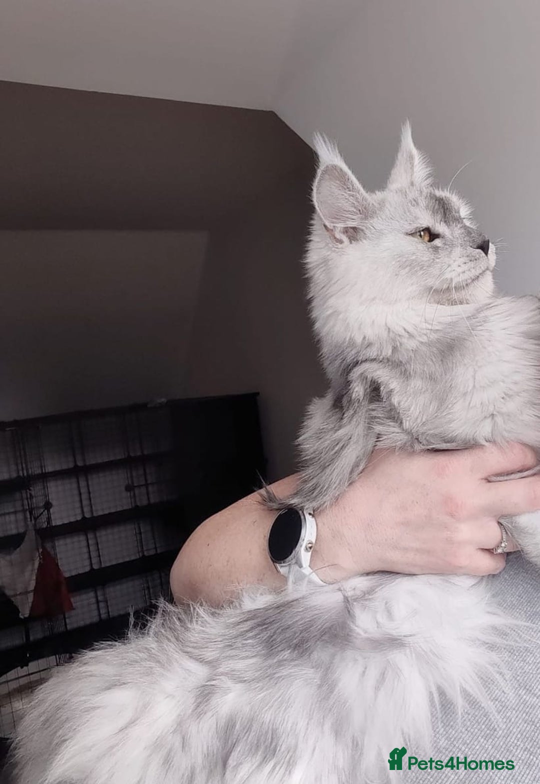 Maine Coon cats for sale: Beautiful HIGH Black Smoke Female (Shaded Parents) - Image 2