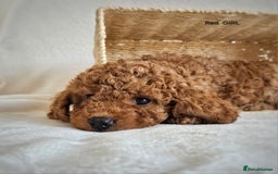Cavapoo dogs for sale: Adorable F1b Cavapoo Puppies Ready 15th November - Image 17