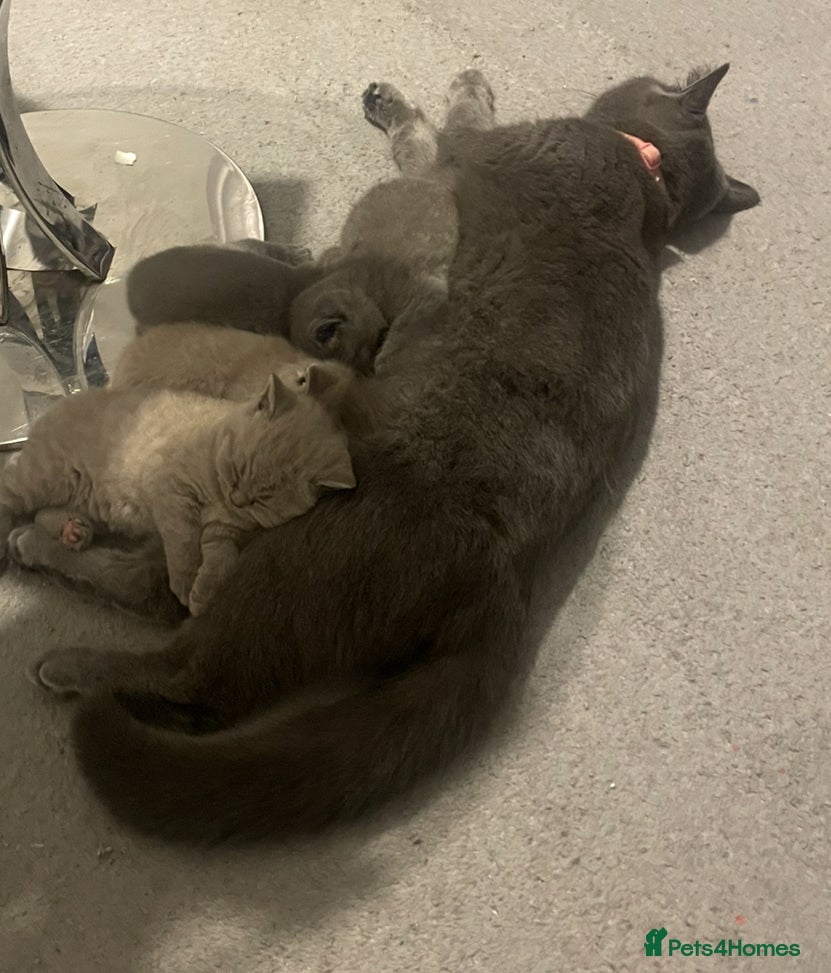 British Shorthair cats  Pedigree British shorthair kitten - Advert 5
