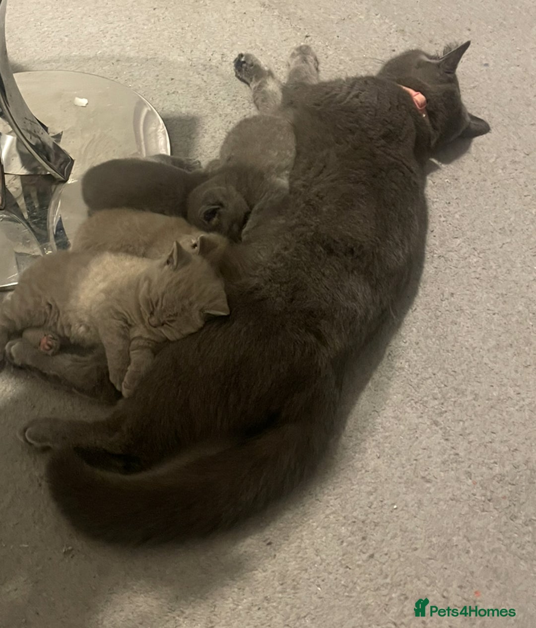 British Shorthair cats for sale:  Pedigree British shorthair kitten - Advert 1