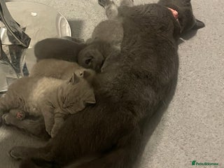 British Shorthair cats Pedigree British shorthair kitten - Advert 3
