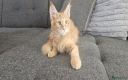 Maine Coon cats for sale: GCCF registered pureMC kittens - certified cattery - Image 4