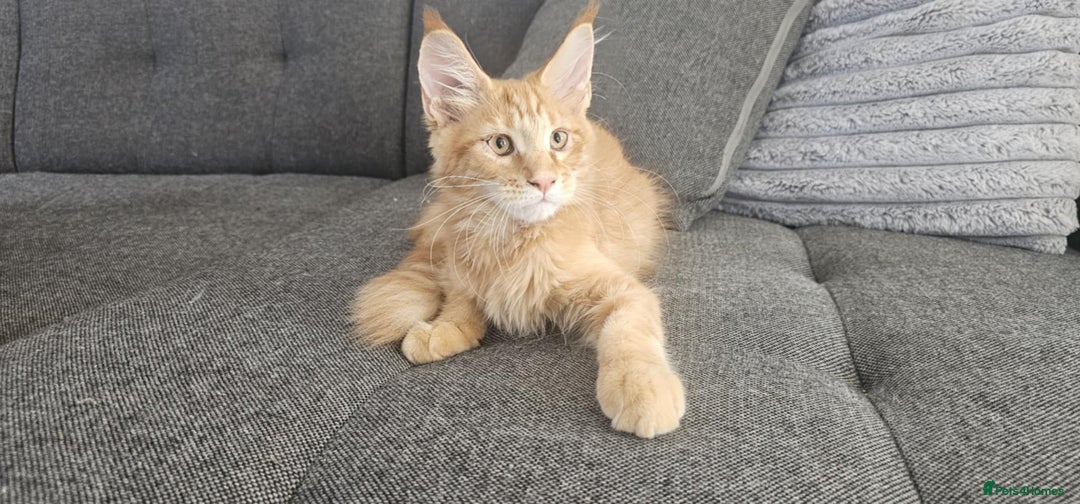 Maine Coon cats for sale: GCCF registered pureMC kittens - certified cattery - Image 4