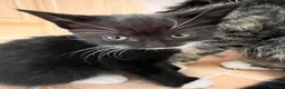 Mixed Breed cats for sale: 🐾 4 Male Kittens Looking for Loving Homes 🐾  - Advert 13