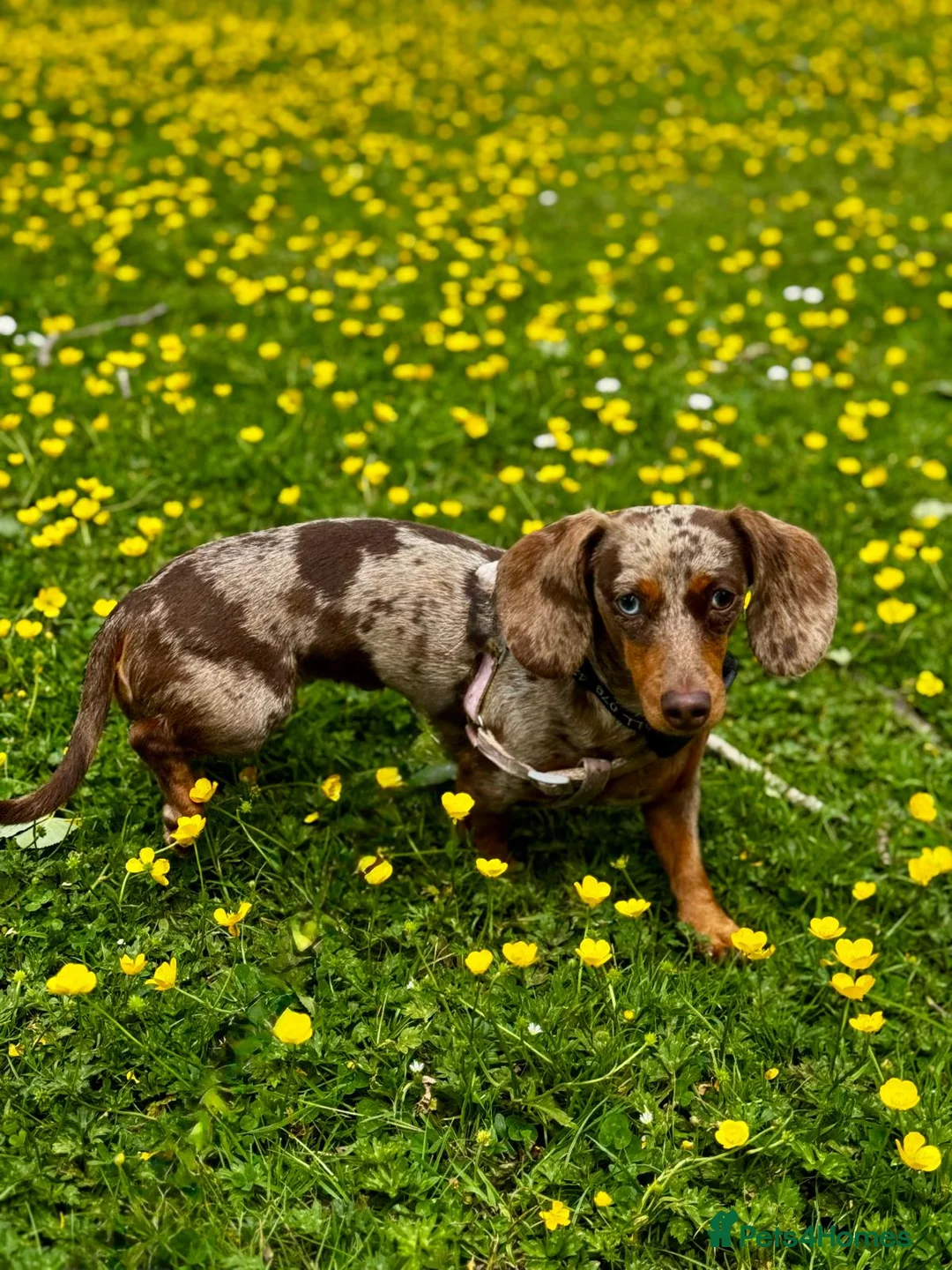 Miniature Dachshund dogs for sale: Miniature Dachshund Puppies (smooth haired) - Advert 3