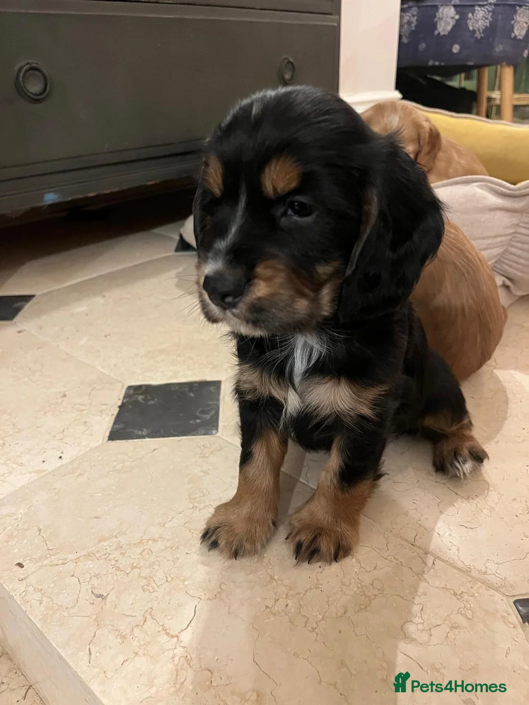Cocker Spaniel dogs for sale: Very sweet male Cocker Spaniel Pup- Black and Tan  - Advert 1