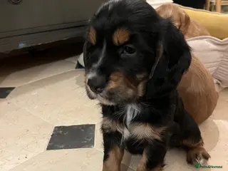 Cocker Spaniel dogs Very sweet male Cocker Spaniel Pup- Black and Tan - Advert 1