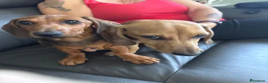 Miniature Dachshund 1