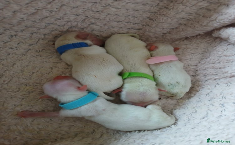Maltese dogs - Advert 3