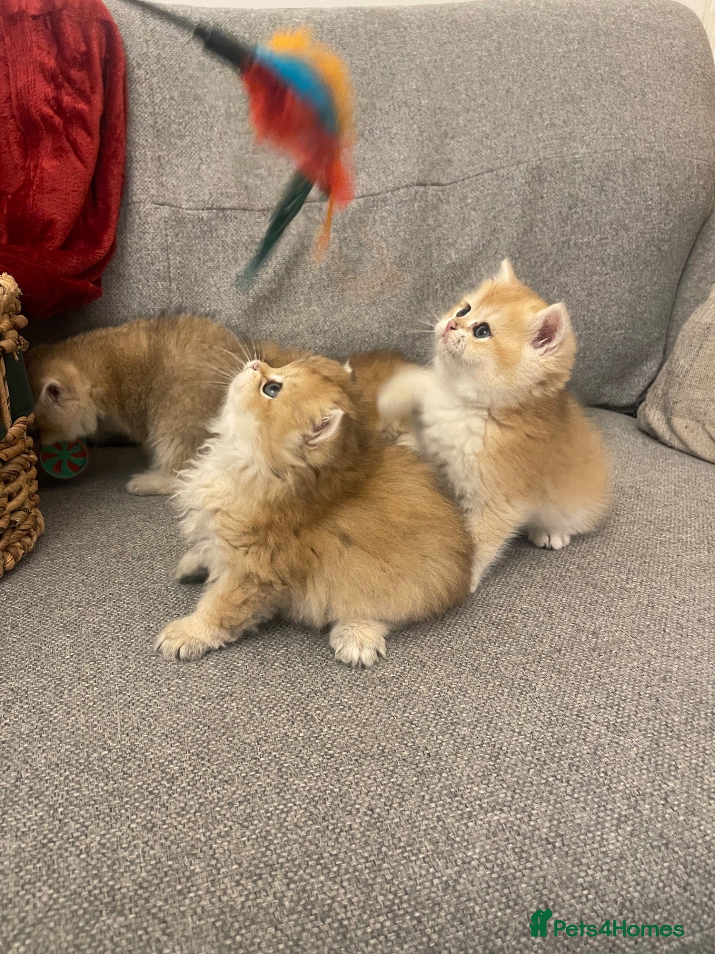 British Shorthair cats Beautiful BSH BLH NY12 kittens - Advert 2