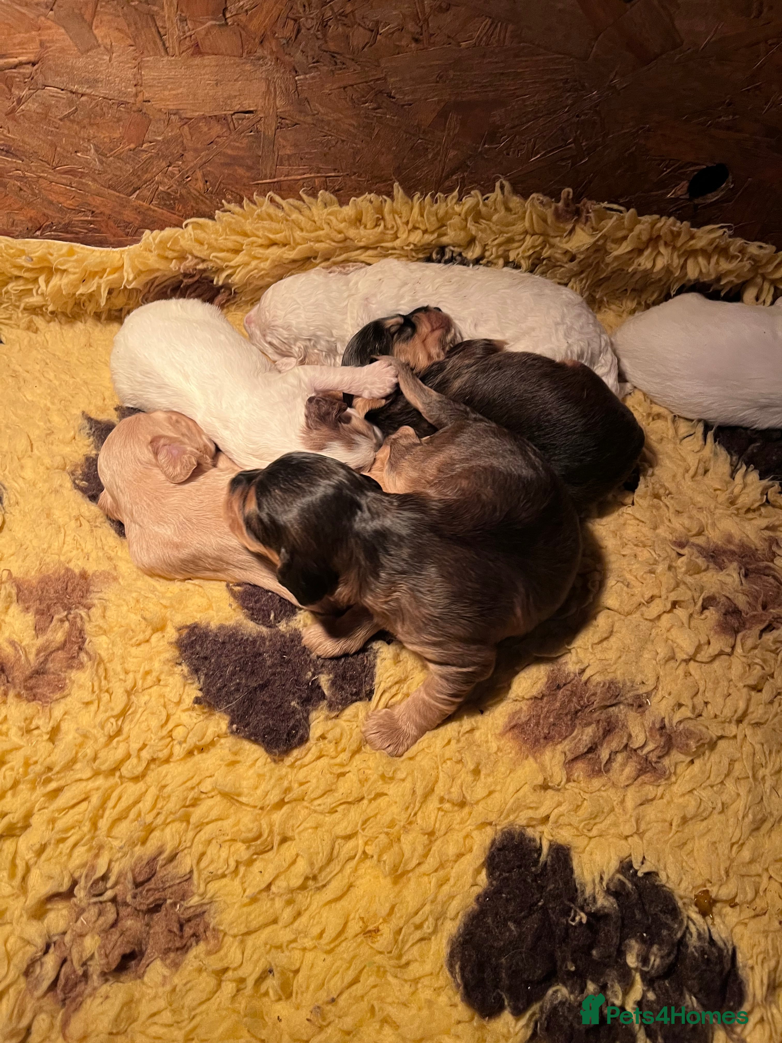 Australian Labradoodle dogs Gorgeous Australian Labradoodle Puppies  - Advert 1