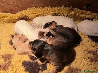 Australian Labradoodle dogs Gorgeous Australian Labradoodle Puppies - Advert 1