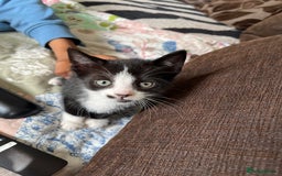British Shorthair cats for sale: Kittens  - Image 1