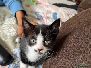 British Shorthair cats - Advert 6