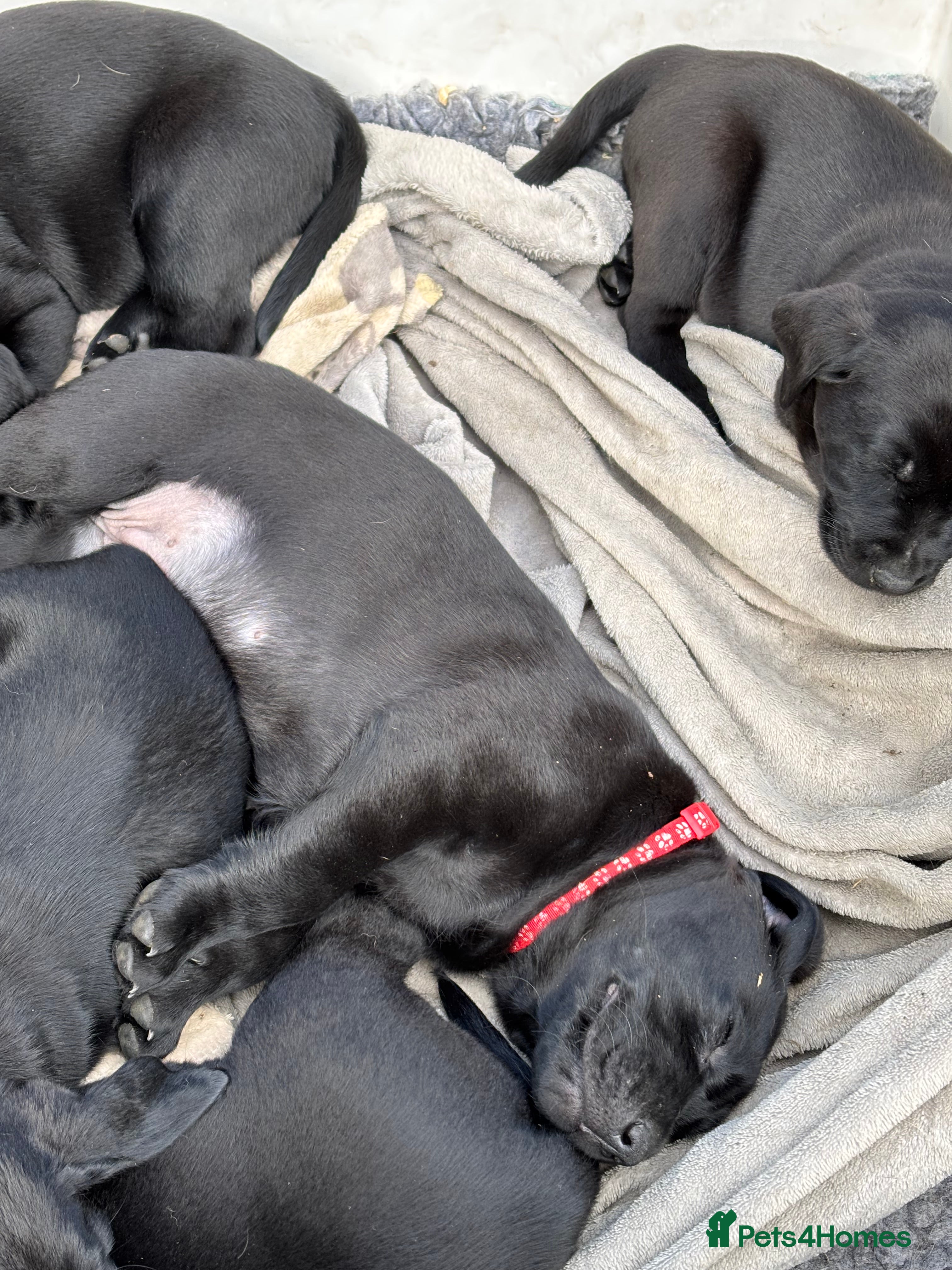 Labrador Retriever dogs Quality Black Labrador Girls - Advert 2