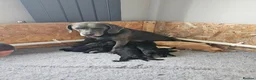Mixed Breed dogs for sale: 9 beautiful Beagador/minituare poodle puppies - Advert 40