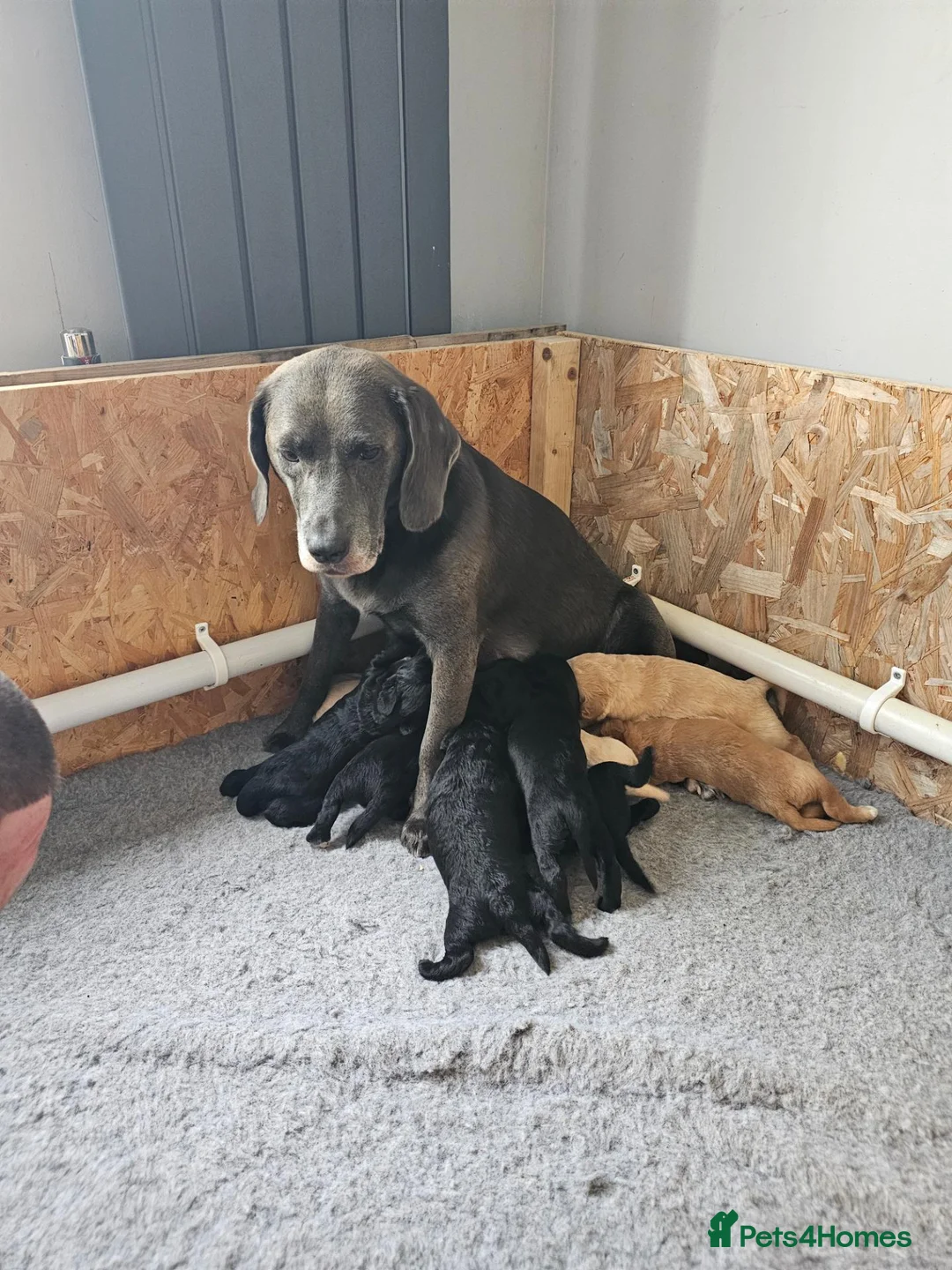 Mixed Breed dogs for sale: 9 beautiful Beagador/minituare poodle puppies - Advert 40