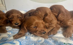 Cockapoo dogs for sale: 🌟 Quality F1 Cockapoo puppies 🌟 - Image 7