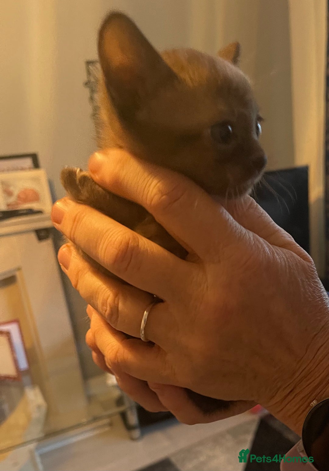 Burmese cats for sale: Gorgeous GCCF Burmese brown male - Advert 4