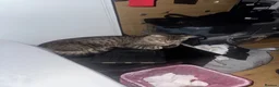 Mixed Breed cats for sale: Cat for sale  - Advert 11