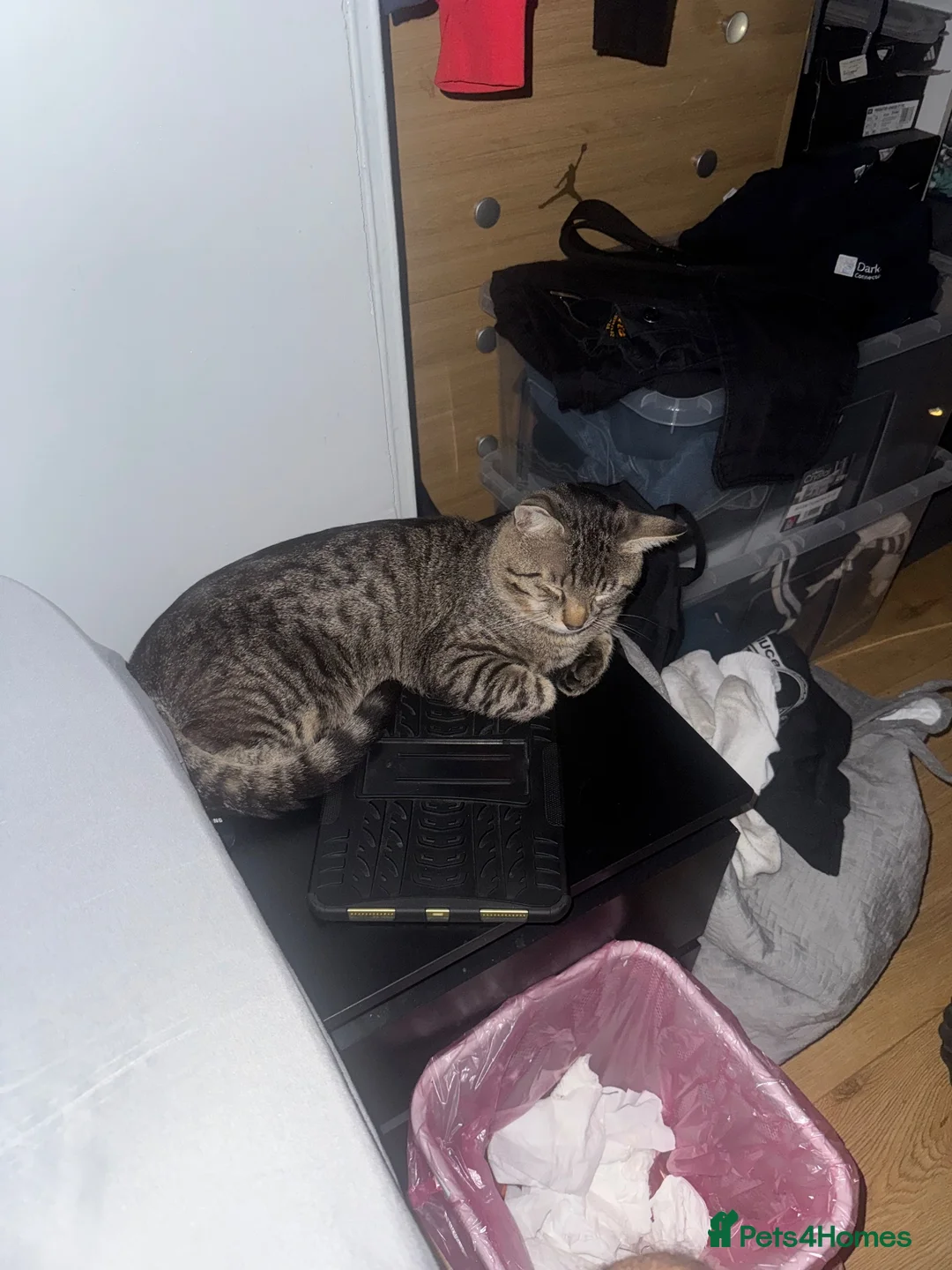 Mixed Breed cats for sale: Cat for sale  - Advert 11