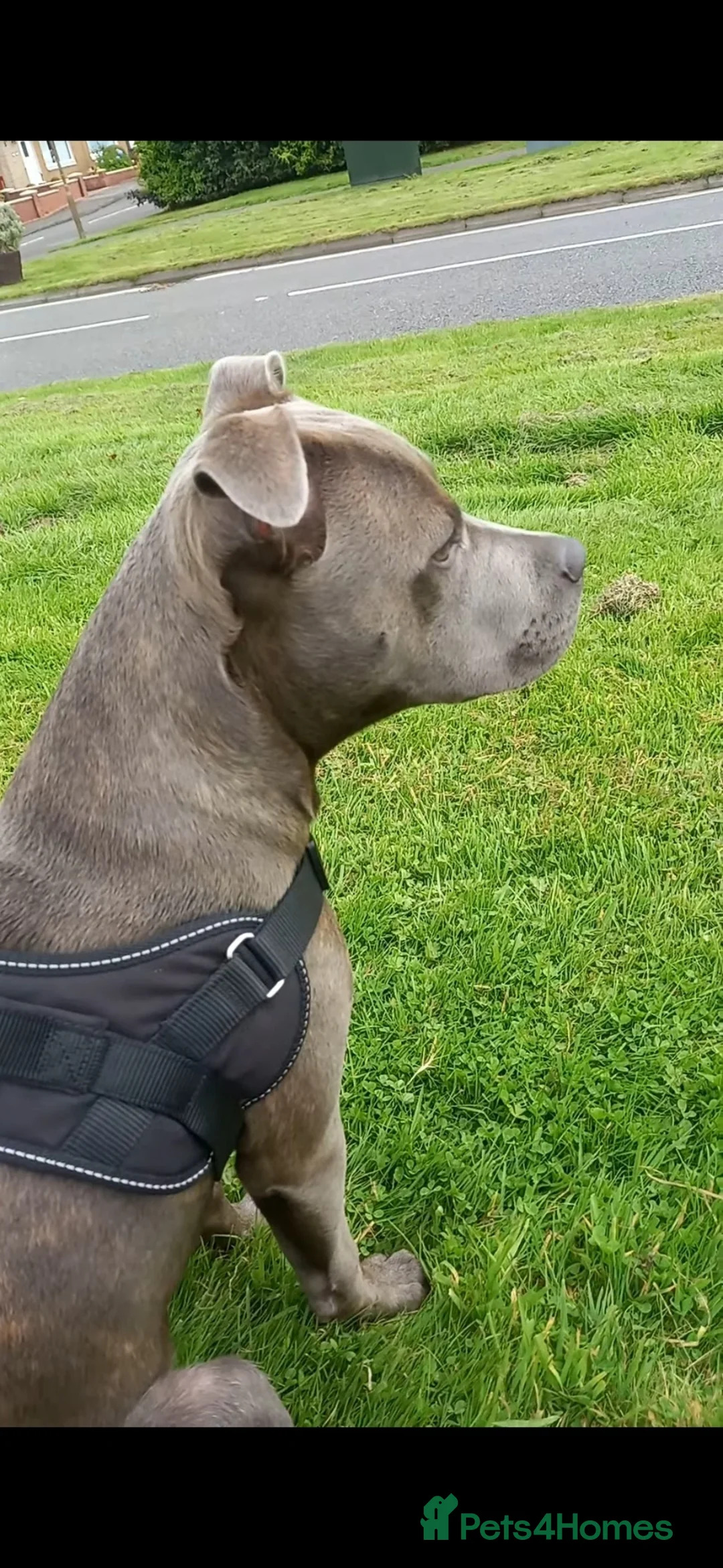 Staffordshire Bull Terrier dogs for sale: Staffordshire bull terrier  - Advert 3