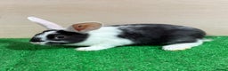 French Lop rabbits for sale: Lop x Californian kits ready. Does and bucks  - Advert 3