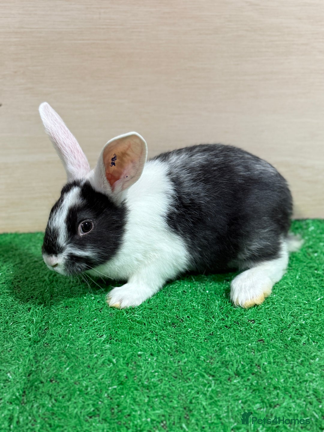 French Lop rabbits for sale: Lop x Californian kits ready. Does and bucks  - Advert 3