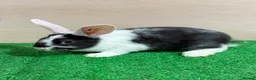 French Lop rabbits for sale: Lop x Californian kits ready. Does and bucks  - Advert 3