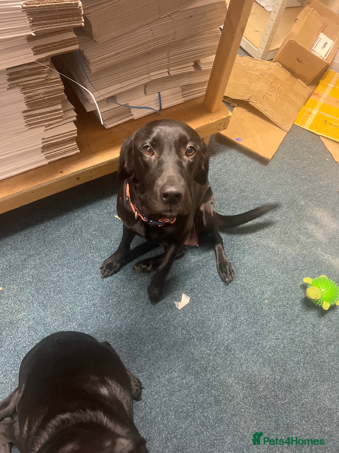 Labrador Retriever dogs for sale: Labrador retriever puppies for sale - Advert 2