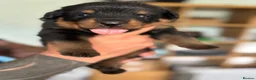 Rottweiler dogs for sale: Stunning Rottweiler Puppies  - Advert 17