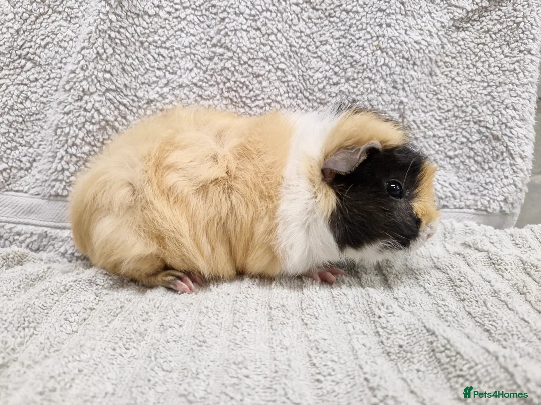 Guinea Pig rodents for sale: Male baby guinea pigs - Ready to leave   - Advert 6