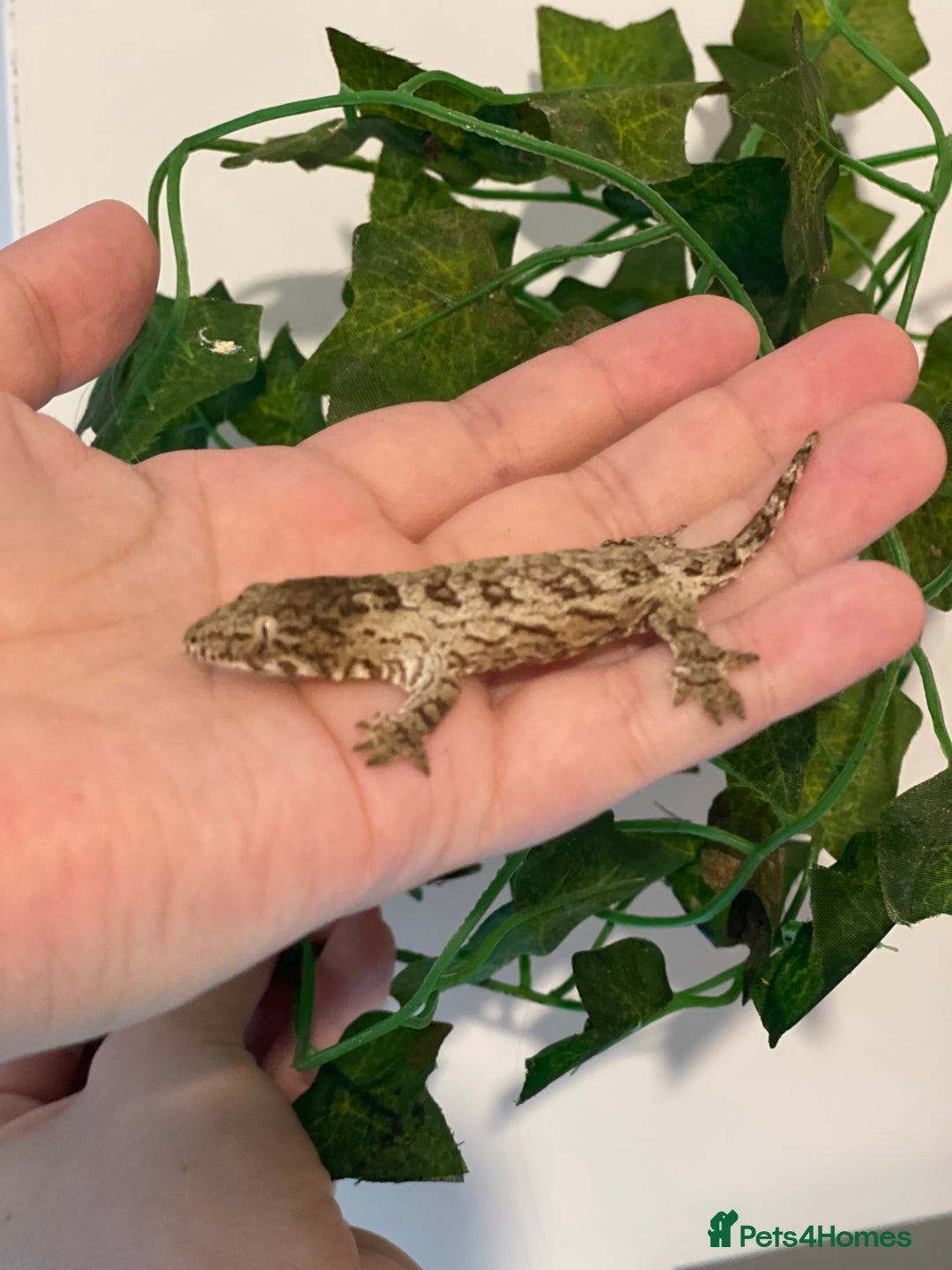 Gecko reptiles for sale: Caledonian giant gecko - Advert 5