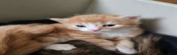 Mixed Breed cats for sale: Tortoise shell/Ginger kittens - Advert 5