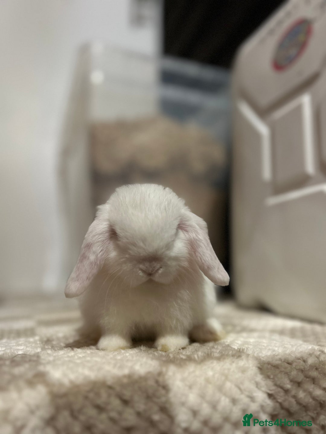Mini Lop rabbits for sale: Minilop Buck searching for his forever home 🤍 - Advert 3