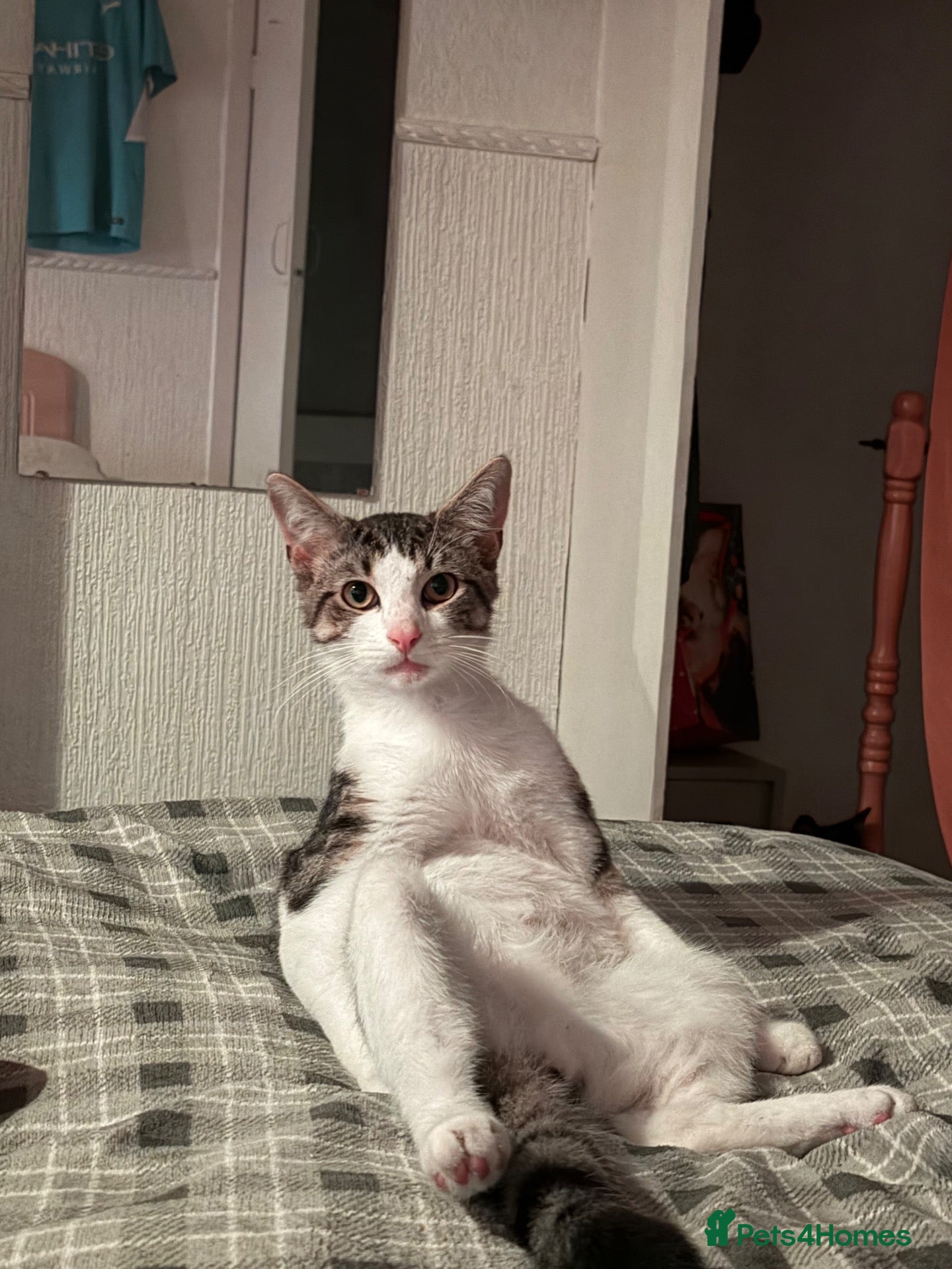 Mixed Breed cats *Free* 1 year old Vincent  - Advert 1