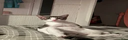 Mixed Breed cats for sale: *Free* 1 year old Vincent  - Advert 1