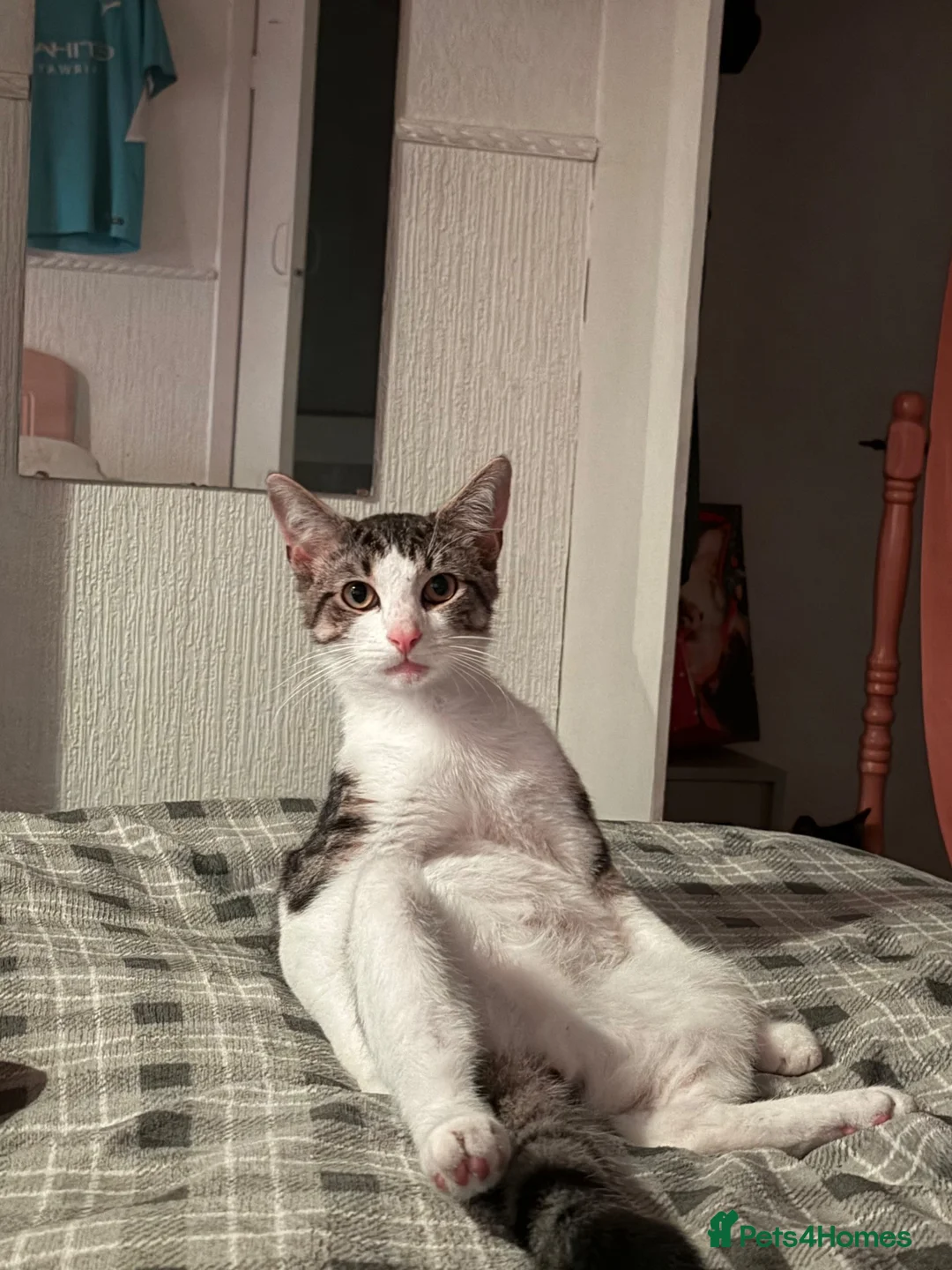 Mixed Breed cats for sale: *Free* 1 year old Vincent  - Advert 1