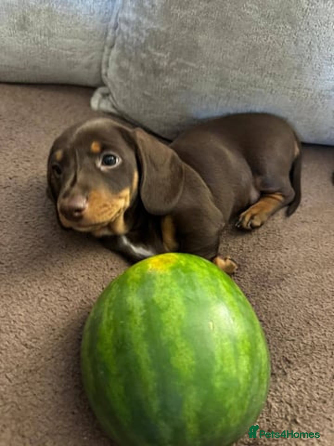 Miniature Dachshund dogs for sale: Miniature Dachshunds Puppies  - Image 4