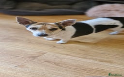 Jack Russell dogs for sale: Gorgeous adult female jack Russell  - Image 3