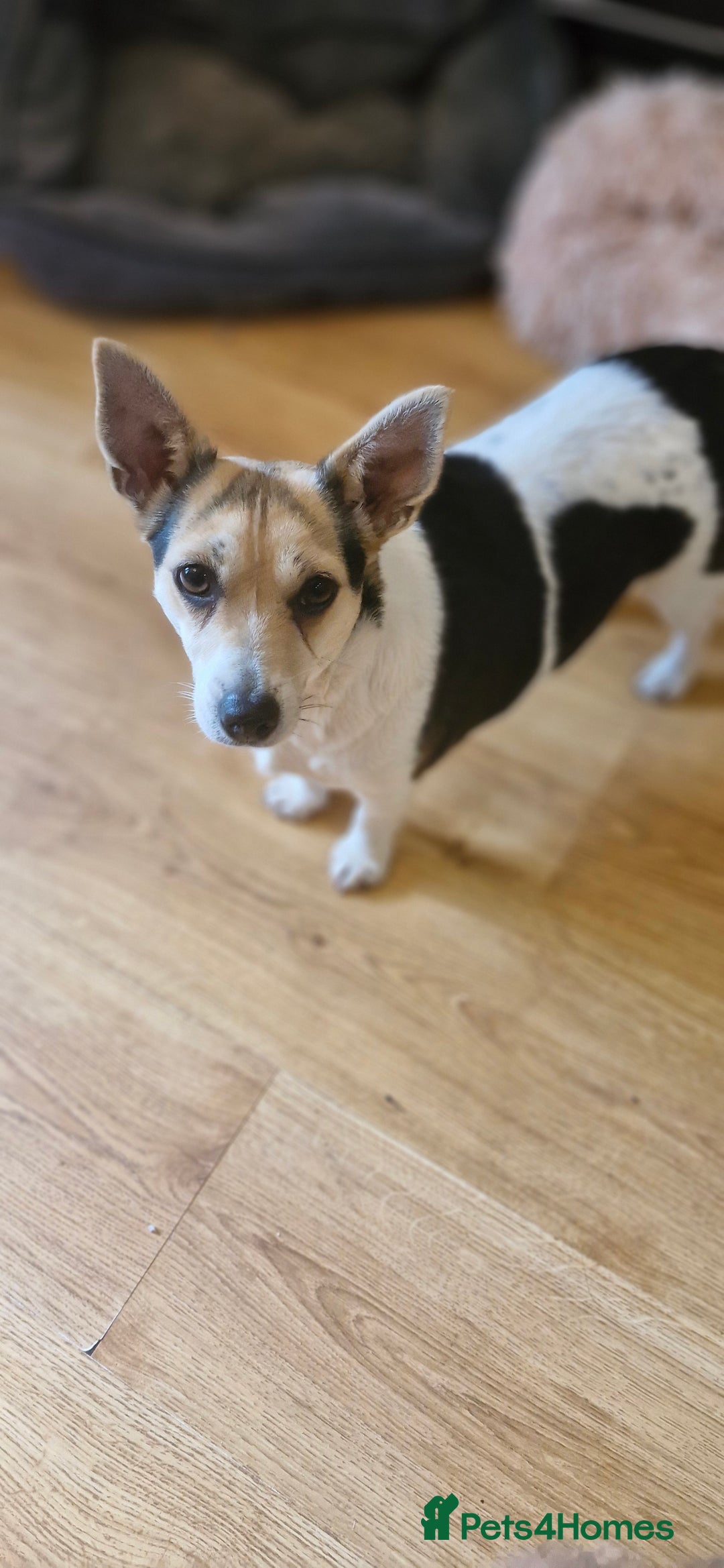 Jack Russell dogs for sale: Gorgeous adult female jack Russell  - Image 3
